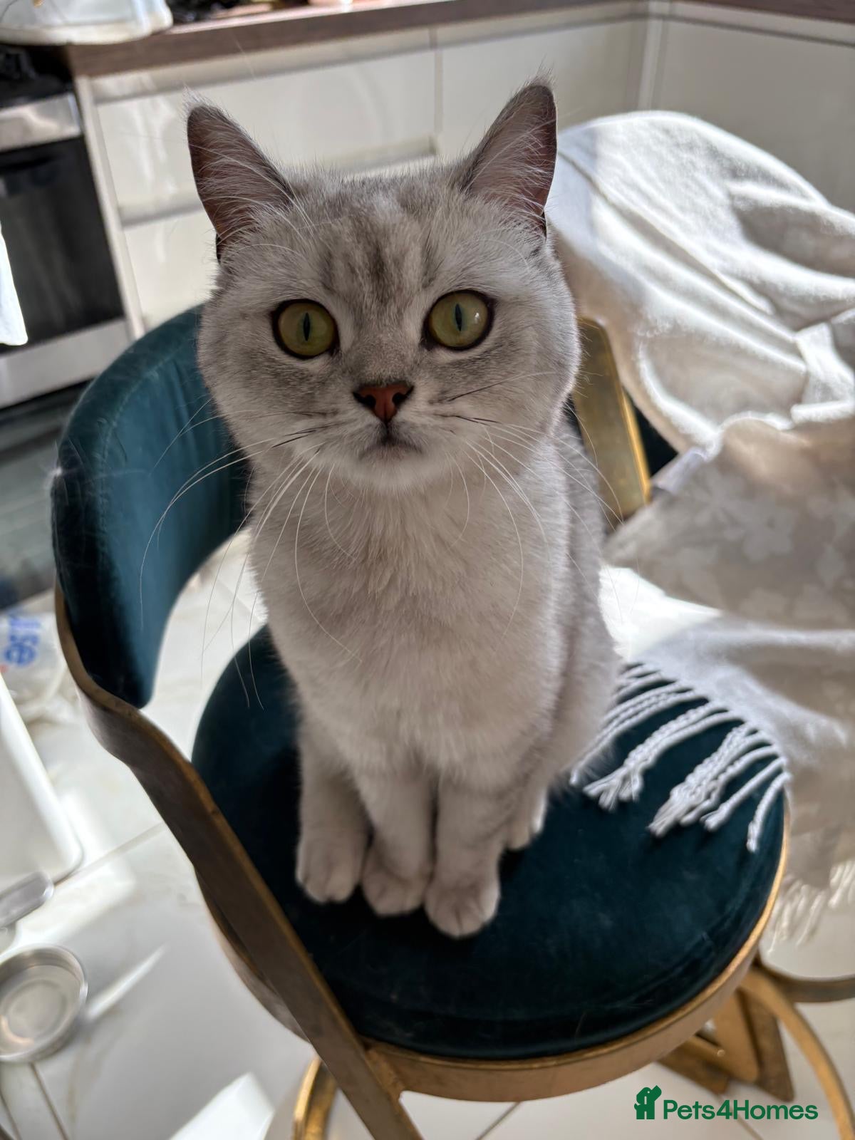 British Shorthair cats BEAUTIFUL Silver Spotted Tabby British Shorthair - Advert 3