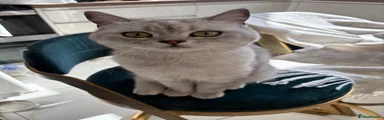 British Shorthair - Cliquot