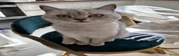 British Shorthair cats for sale: BEAUTIFUL Silver Spotted Tabby British Shorthair - Advert 1
