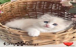 Ragdoll cats for sale: 🐾🩷*TICA REG* LYNX TABBY EU RAGDOLL KITTENS🩵🐾 - Image 9