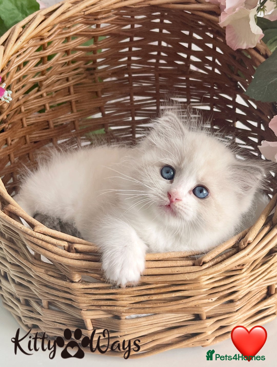 Ragdoll cats for sale: 🐾🩷*TICA REG* LYNX TABBY EU RAGDOLL KITTENS🩵🐾 - Image 9