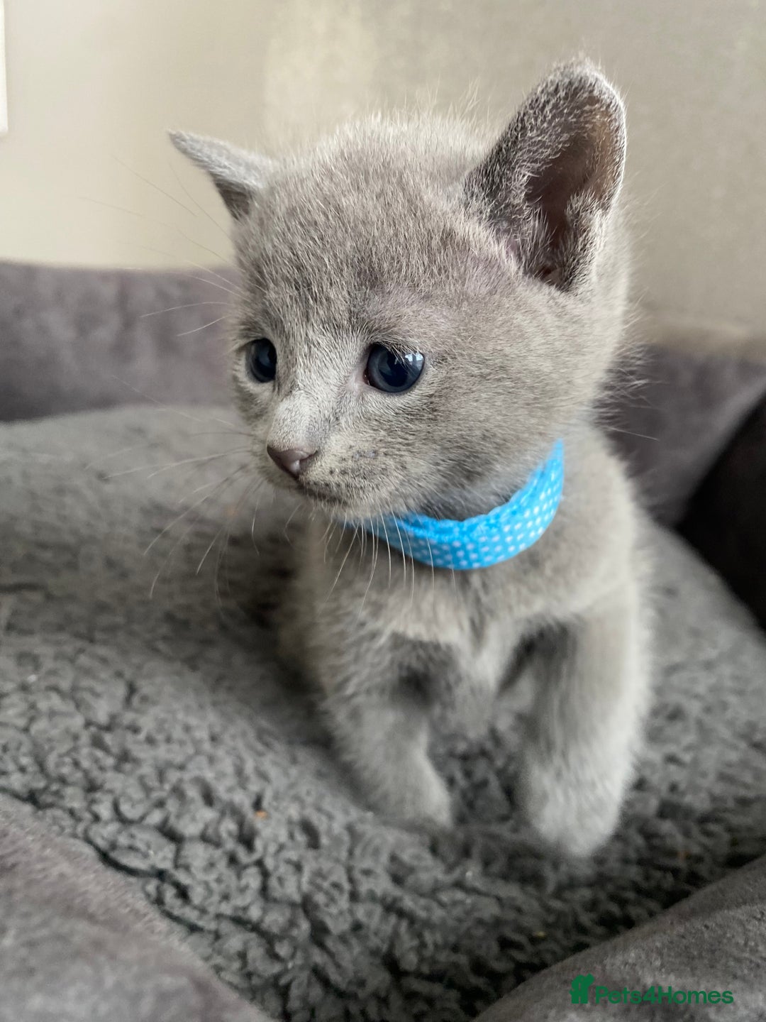 Russian Blue cats for sale: Russian blue kittens  - Advert 13
