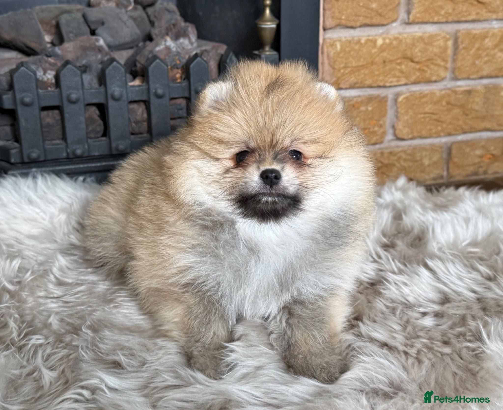 Pomeranian dogs ✨ Exclusive Teddy Bear Face Pomeranian Puppies ✨ - Advert 5