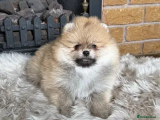 Pomeranian dogs ✨ Exclusive Teddy Bear Face Pomeranian Puppies ✨ - Advert 5