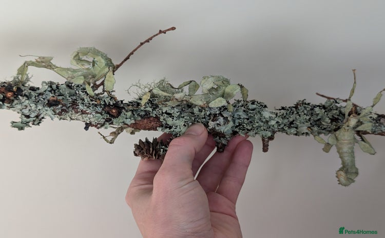 Stick Insects invertebrates in Bristol - Advert 3
