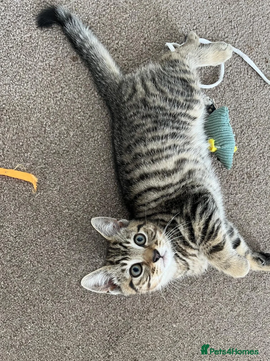 Domestic Shorthair cats for sale: Kittens ready for loving homes - Brighton  - Advert 10