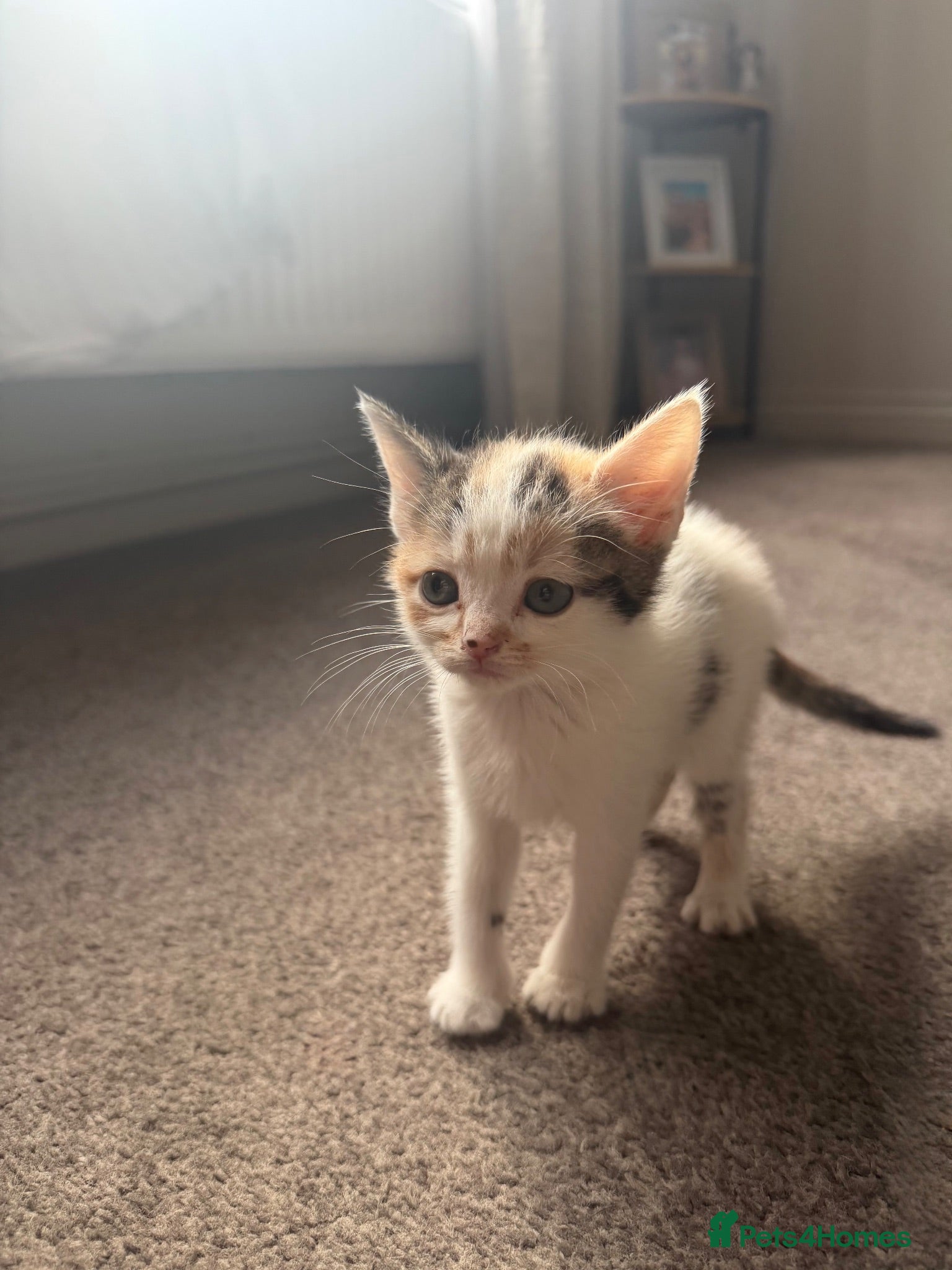 Mixed Breed cats Last kitten looking for her forever home - Advert 8