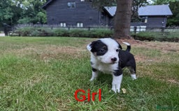 Mixed Breed dogs for sale: Welsh Collie/Border Collie puppies for sale - Image 5