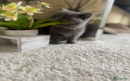 British Shorthair cats for sale: GCCF chunky blue British shorthair kittens😻🐾 - Image 18