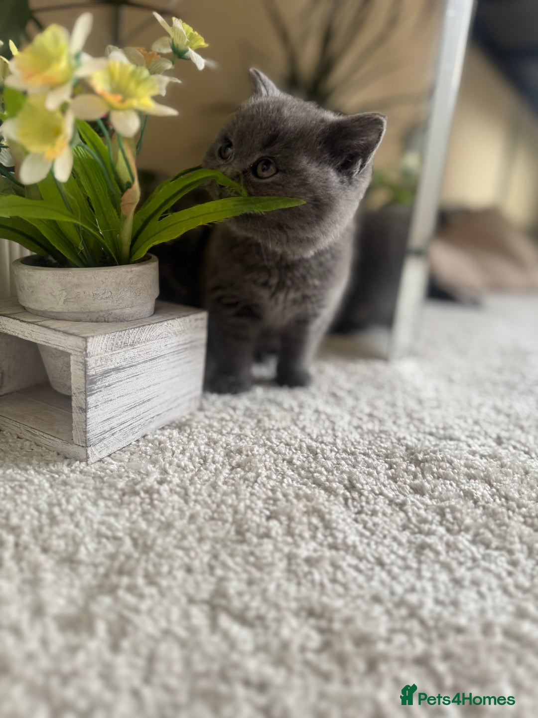 British Shorthair cats for sale: GCCF chunky blue British shorthair kittens😻🐾 - Image 18