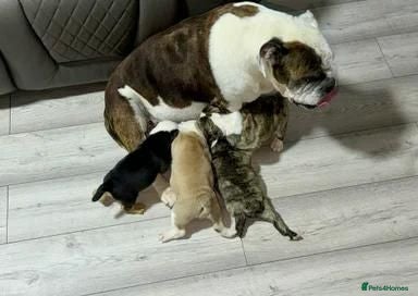 English Bulldog dogs Gorgeous English Bulldog Puppies Available - Advert 11