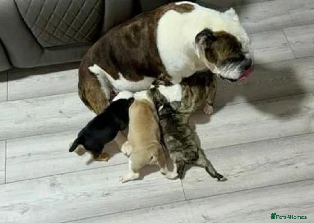 English Bulldog dogs for sale: Gorgeous English Bulldog Puppies Available in Manchester - Advert 1