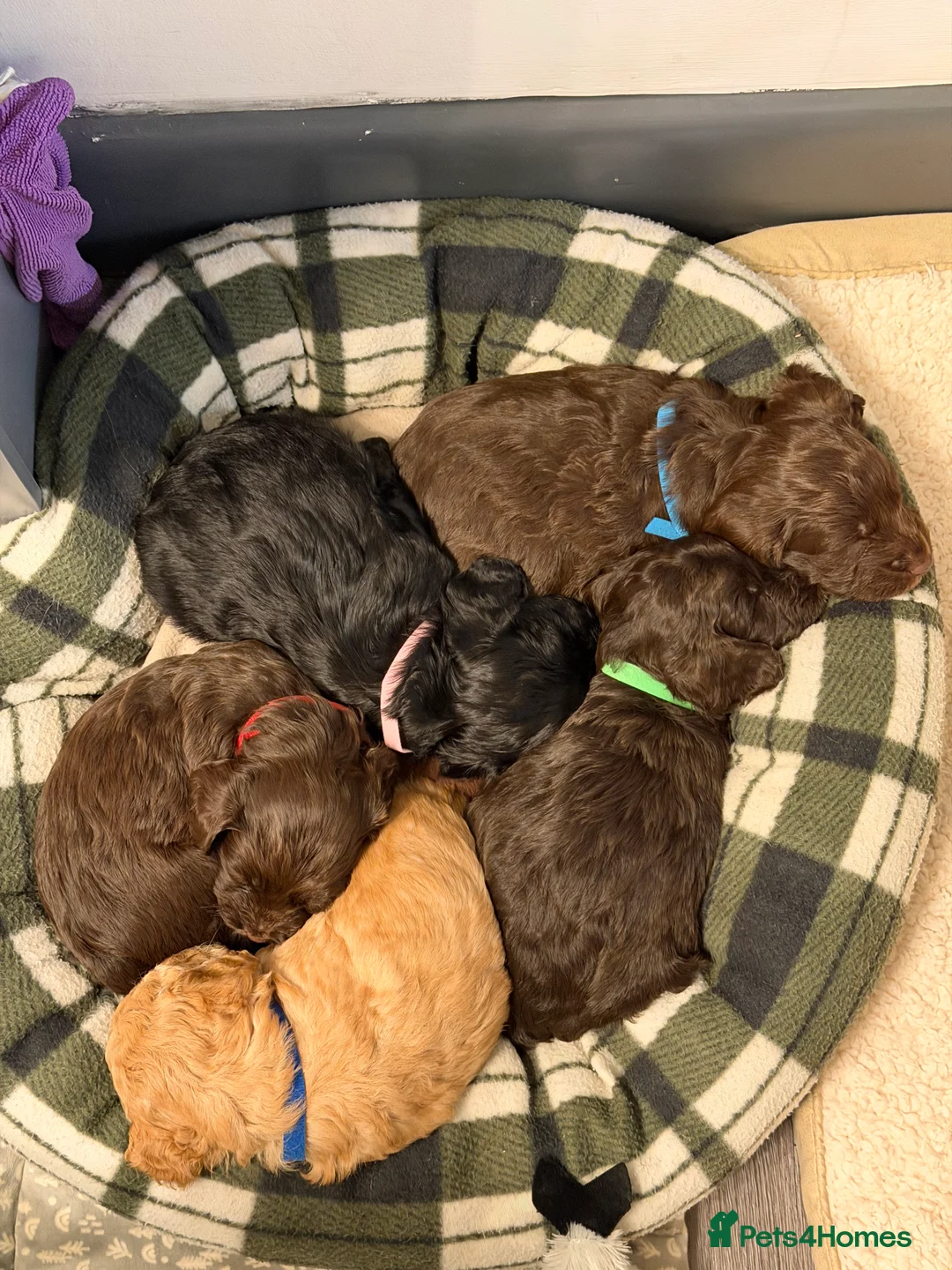 Cockapoo dogs for sale: Beautiful cockapoo puppies  - Advert 3