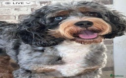 Cockapoo dogs for sale: Cockapoo Puppies  - Image 9