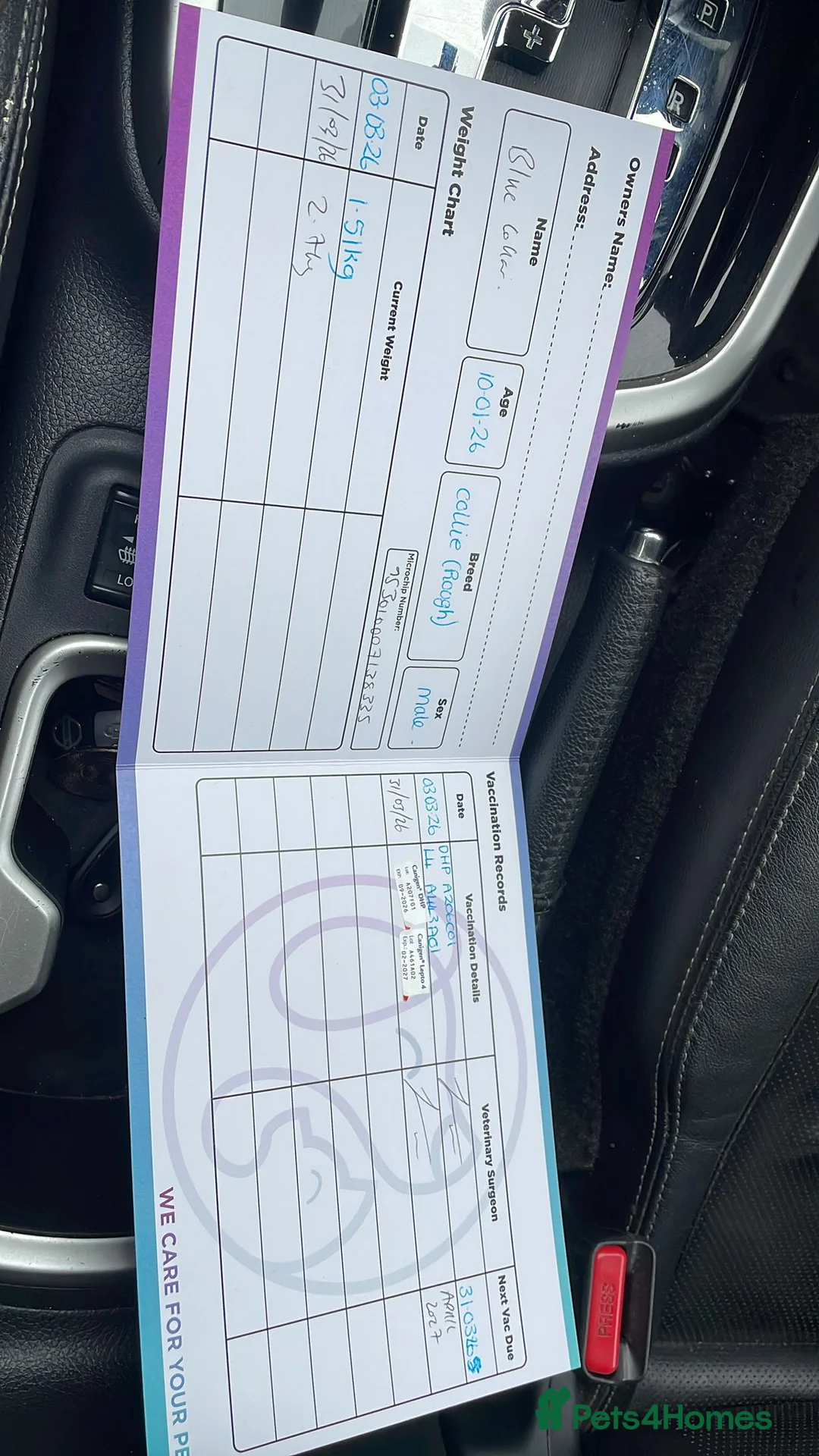 Rough Collie dogs for sale: Rough collie puppies for sale in Bridgend - Advert 12