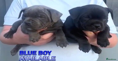 Staffordshire Bull Terrier dogs - Advert 10