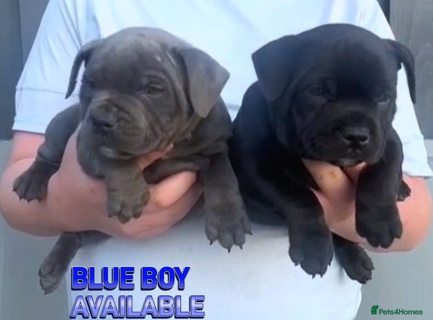 Staffordshire Bull Terrier dogs - Advert 7