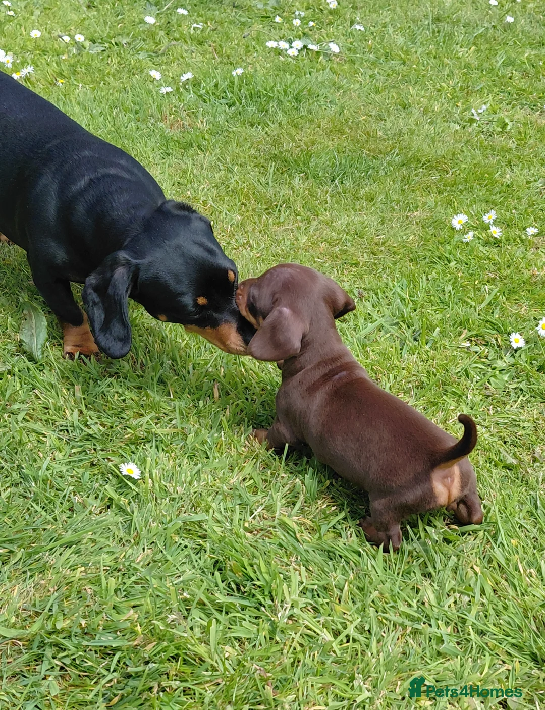 Miniature Dachshund dogs for sale: Miniature dachshund puppies  - Advert 1