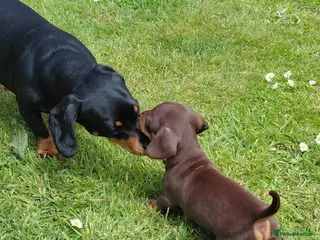 Miniature Dachshund dogs Miniature dachshund puppies - Advert 14