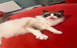 Ragdoll cats for sale: TICA Registered Bicolour boy - Image 14
