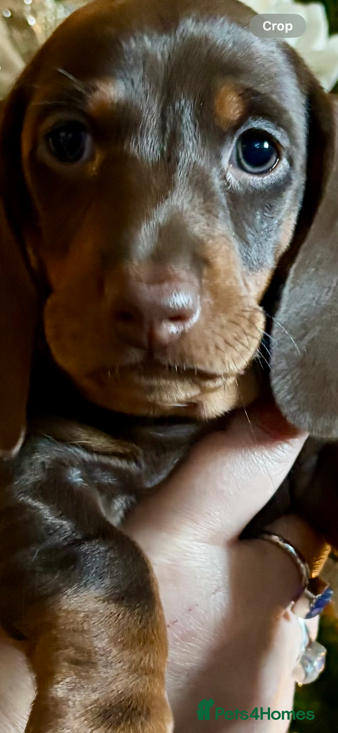 Dachshund dogs for sale: Standard dachshund puppies - Advert 3