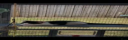 Mixed Breed cats for sale: 3 male kittens - Advert 9