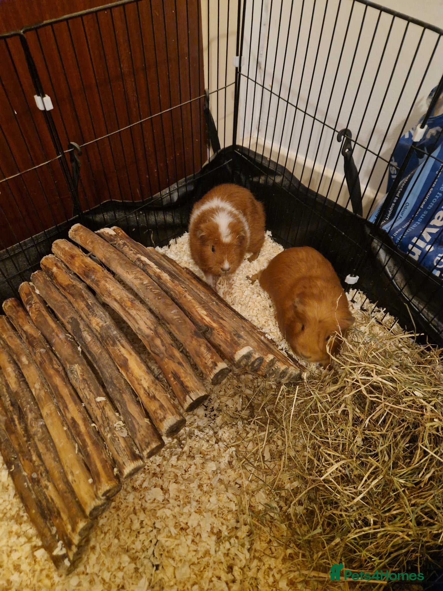 Guinea Pig rodents 2 Female guinea pigs - Advert 16