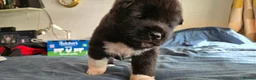 Huskita dogs for sale: Akita with 6% husky (Huskita) - Advert 12