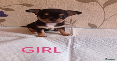 Chihuahua dogs - Advert 4