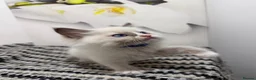 Ragdoll cats for sale: TICA Pedigree Ragdolls Kittens  - Advert 23