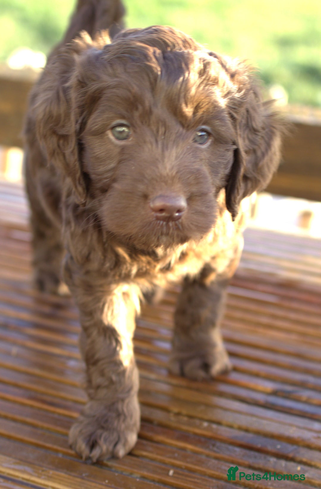 Double Doodle dogs for sale: 🌈Ethically Bred, Scientifically Raised 🌈🌈 - Advert 2