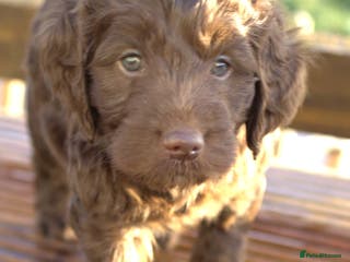 Double Doodle dogs 🌈Ethically Bred, Scientifically Raised 🌈🌈 - Advert 7