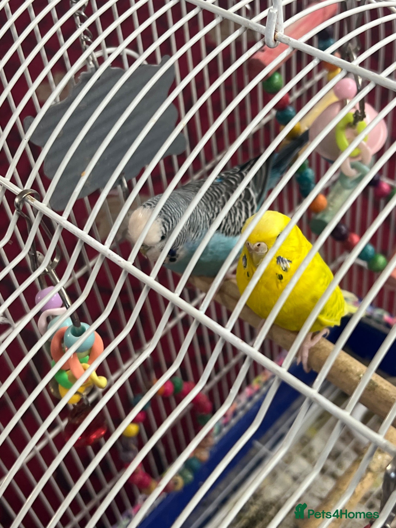 Budgerigars birds Budgies  - Advert 1