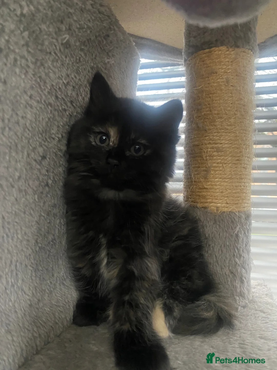 Mixed Breed cats for sale: Half Ragdoll kittens for Sale in Glasgow - Advert 7