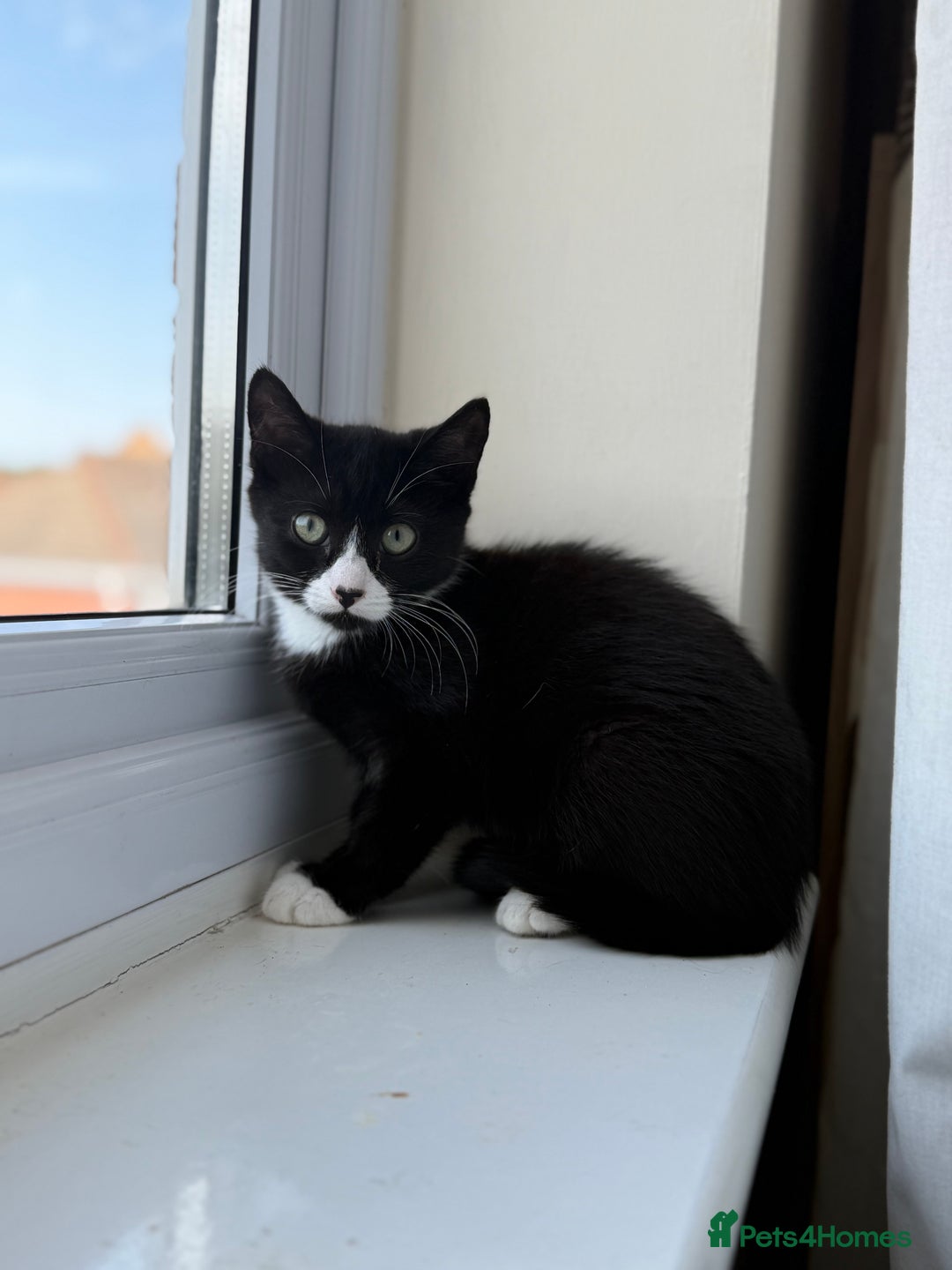 Mixed Breed cats for sale: 2 rescued kittens need a loving home!  - Image 9