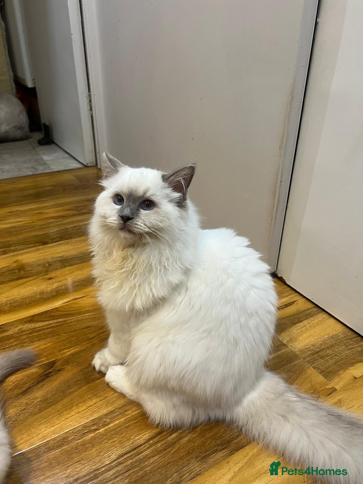 Ragdoll cats GCCF Registered Kittens*Ready to go*ONE BOY LEF* - Advert 1