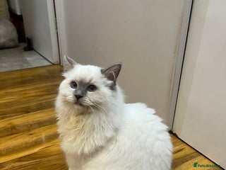 Ragdoll cats GCCF Registered Kittens*Ready to go*ONE BOY LEF* - Advert 1