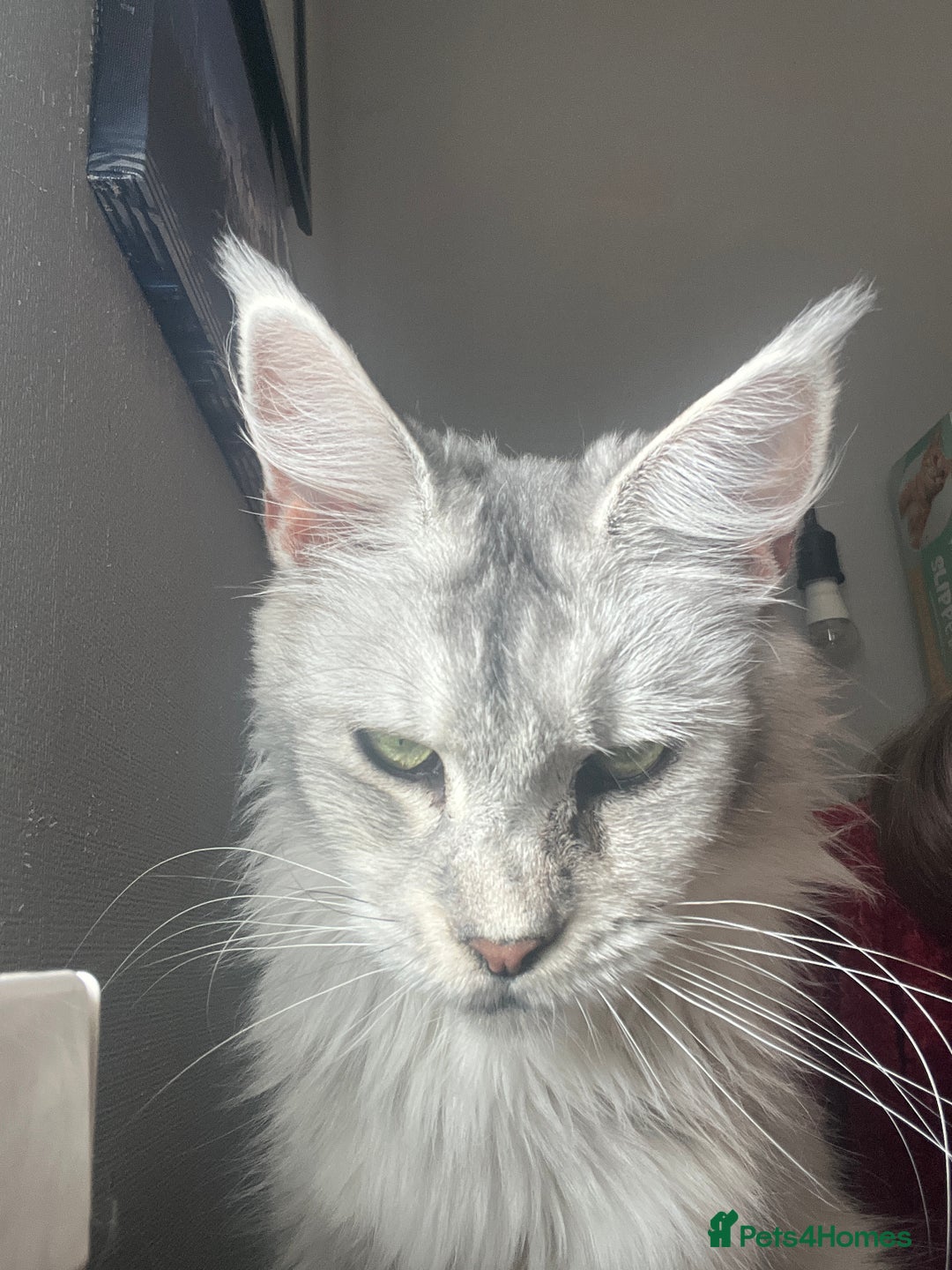 Maine Coon cats for sale: Registered russian pedigree silver maine coon girl - Advert 5
