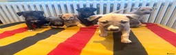 Whippet dogs for sale: Beautiful KC Whippet Puppies - Advert 3