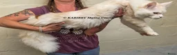Maine Coon cats for sale: RARE Red Shaded, XL large TICA registerd  - Advert 3