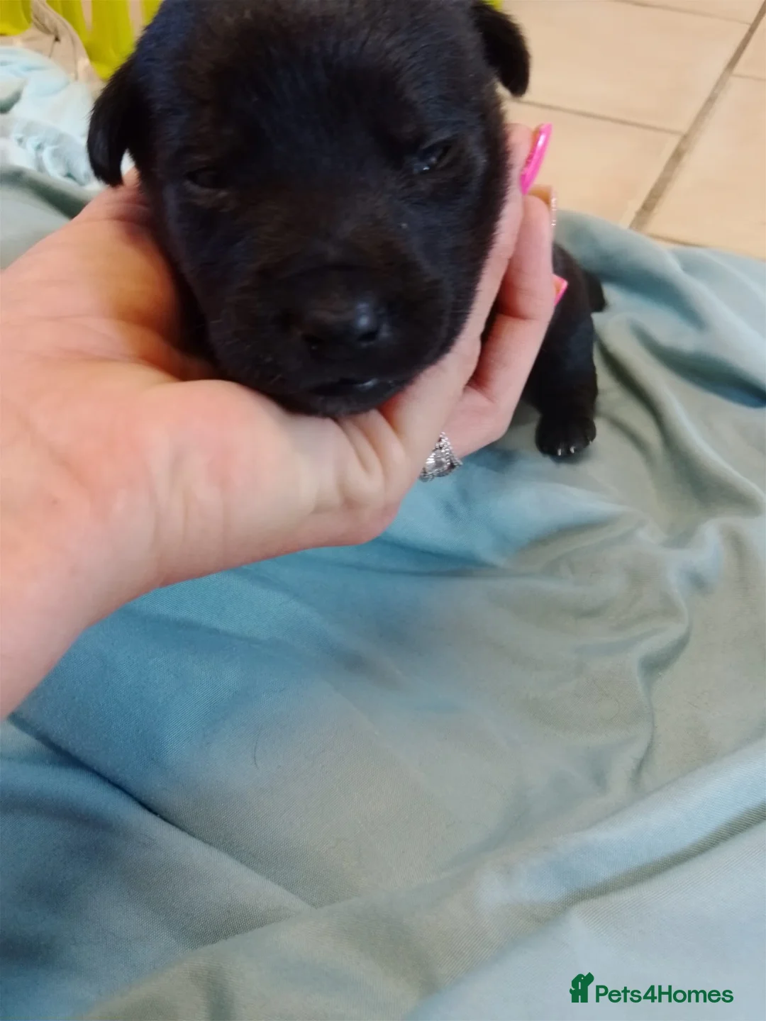 Mixed Breed dogs for sale: Puppies for sale in Leicester - Advert 9