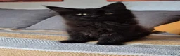Maine Coon cats for sale: Maine coon kittens  - Advert 27