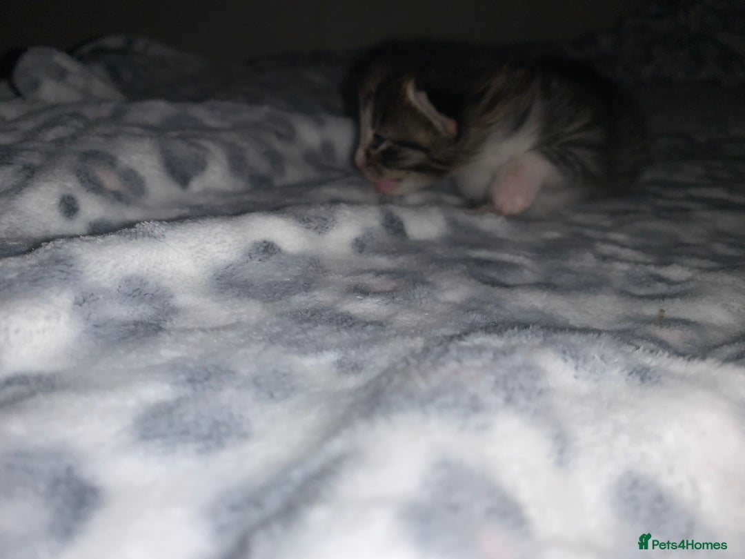 Mixed Breed cats for sale: Bright tabby’s and black kittens  - Advert 8