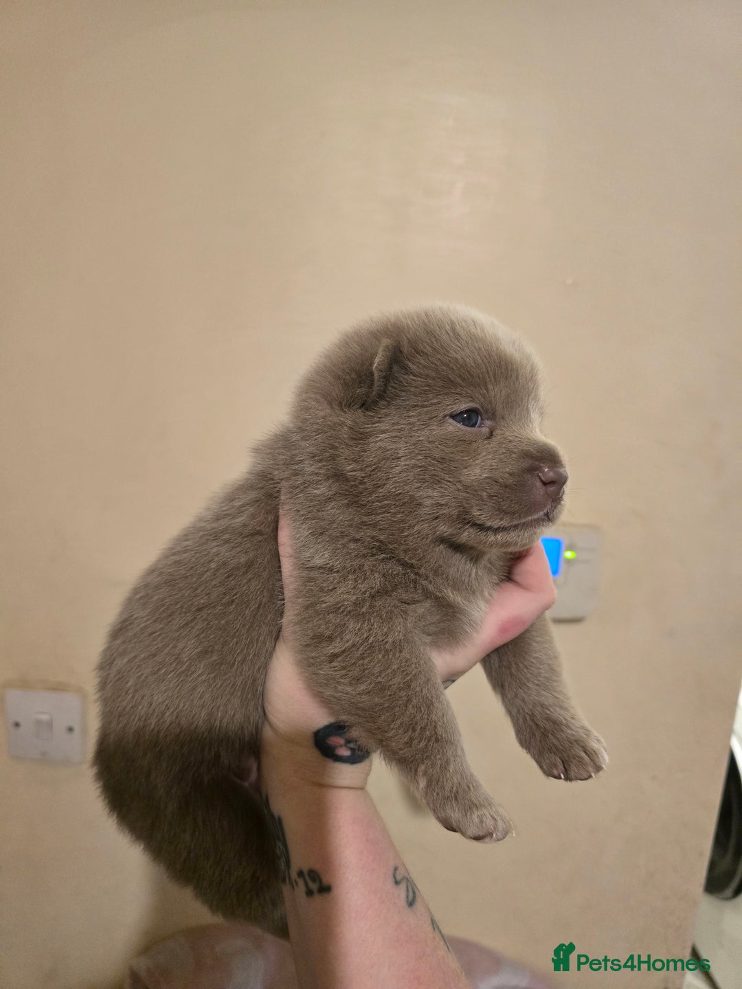 Mixed Breed dogs for sale: Chowsky Puppies - Advert 5