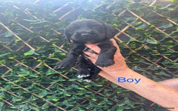 Cocker Spaniel dogs for sale: 🌟 STUNNING SHOW TYPE COCKERSPANIELS 🌟  - Image 2