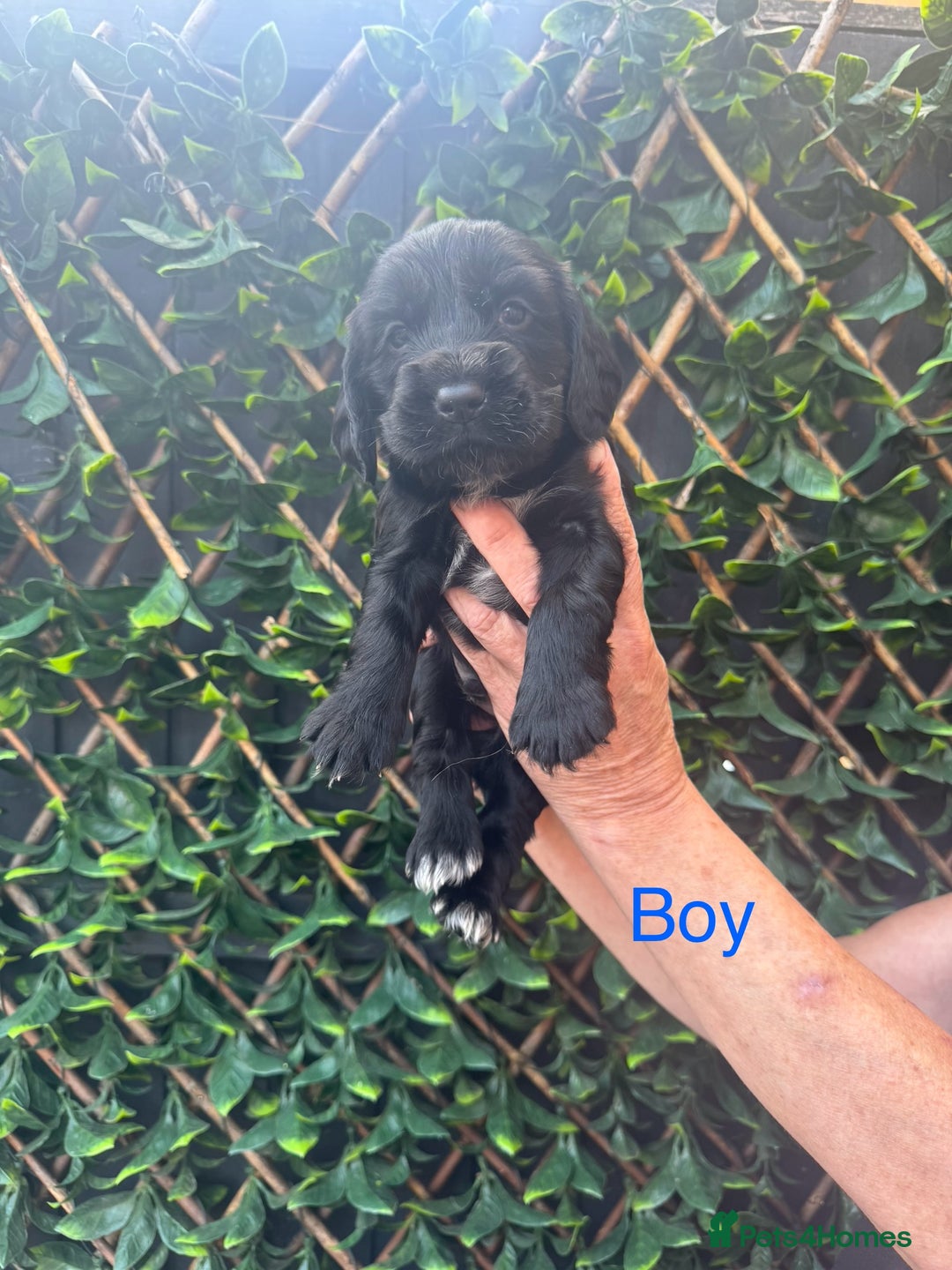 Cocker Spaniel dogs for sale: 🌟 STUNNING SHOW TYPE COCKERSPANIELS 🌟  - Image 2