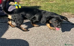 Mixed Breed dogs for sale: RUBBLE 🐾 - Image 3