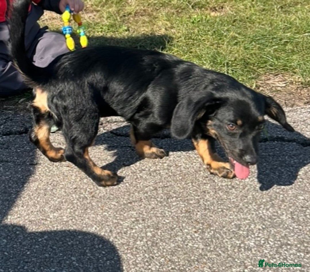 Mixed Breed dogs for sale: RUBBLE 🐾 - Image 3