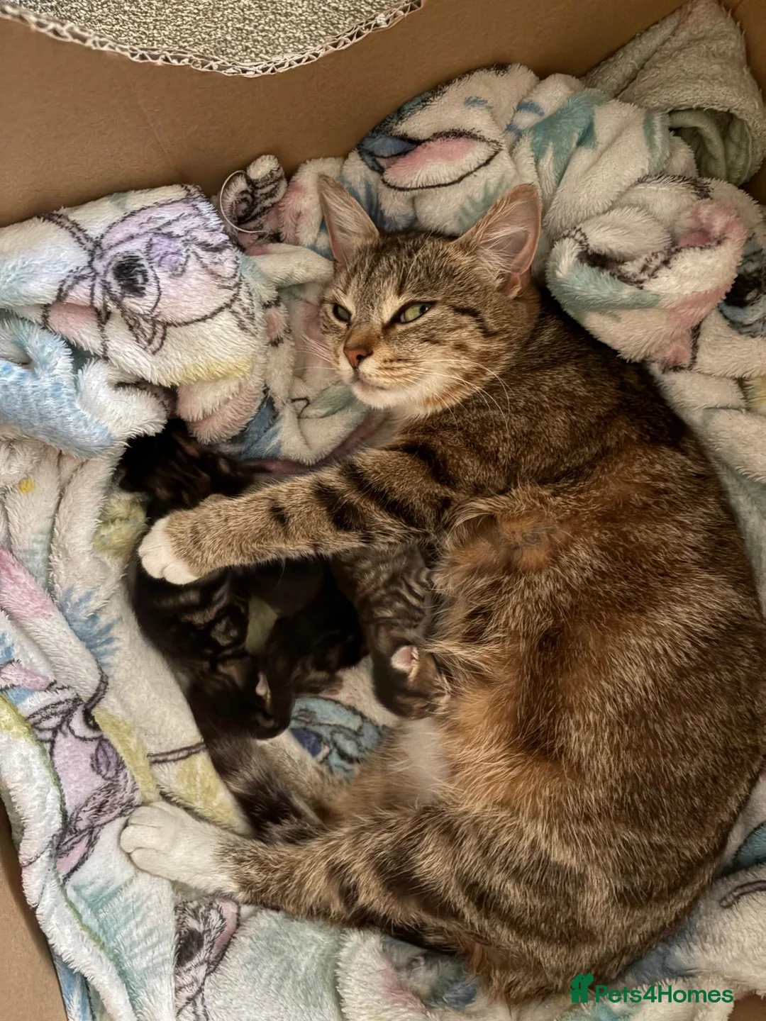 Mixed Breed cats for sale: Kittens for sale  in Bradford - Advert 2