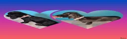 Miniature Dachshund dogs for sale: REDUCED✨️ RTG NOW✨️SOLID COLOURS✨️ MINI DACHSHUNDS - Advert 1